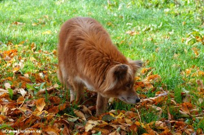 Urwald-Dingo (Canis lupus hallstromi)