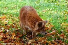 Urwald-Dingo (Canis lupus hallstromi) im Eifel-Zoo Lünebach-Pronsfeld