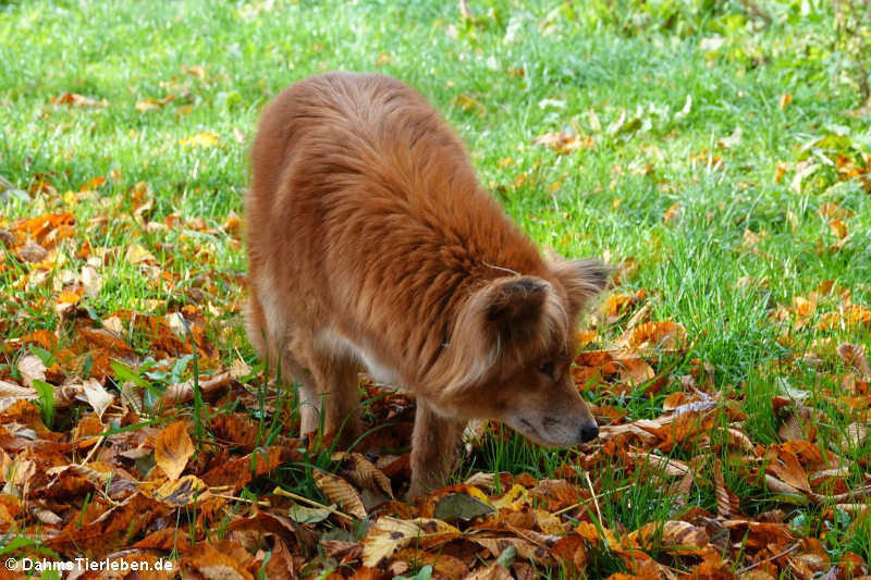 Canis lupus hallstromi