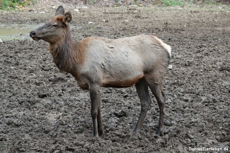 Cervus canadensis-2