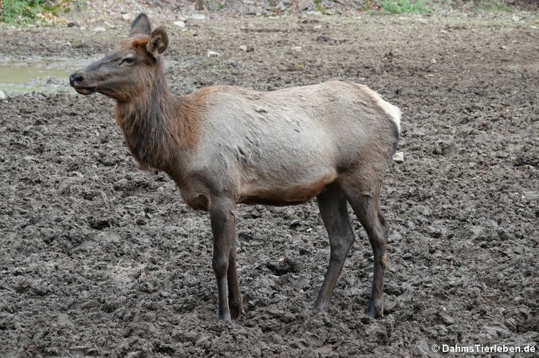 Cervus canadensis