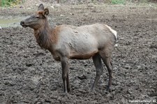 Eifelzoo Lünebach-Pronsfeld