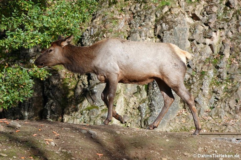 Cervus canadensis