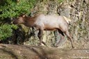 Cervus canadensis