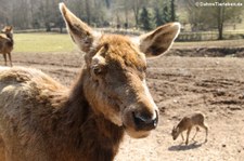 Eifelzoo Lünebach-Pronsfeld