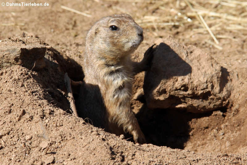 Schwarzschwanz-Präriehund (Cynomys ludovicianus)