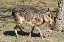 Großer Pampashase oder Mara (Dolichotis patagonum) im Eifelzoo Lünebach-Pronsfeld