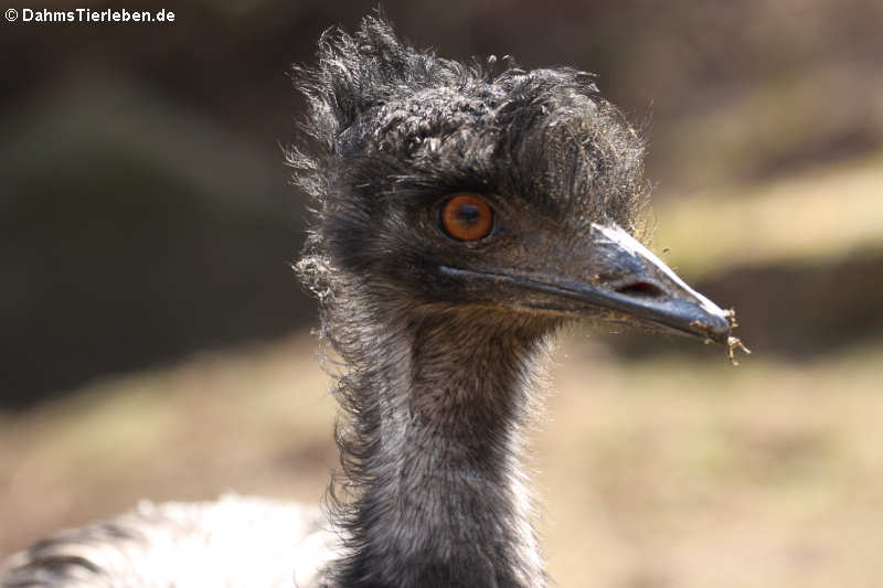 Großer Emu (Dromaius novaehollandiae)