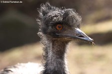 Emu (Dromaius novaehollandiae) im Eifelzoo Lünebach-Pronsfeld