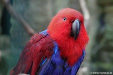 Salomonenedelpapagei (Eclectus roratus solomonensis) im Eifel-Zoo Lünebach-Pronsfeld