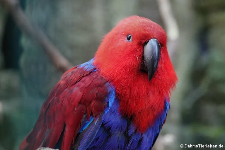 Eclectus roratus solomonensis