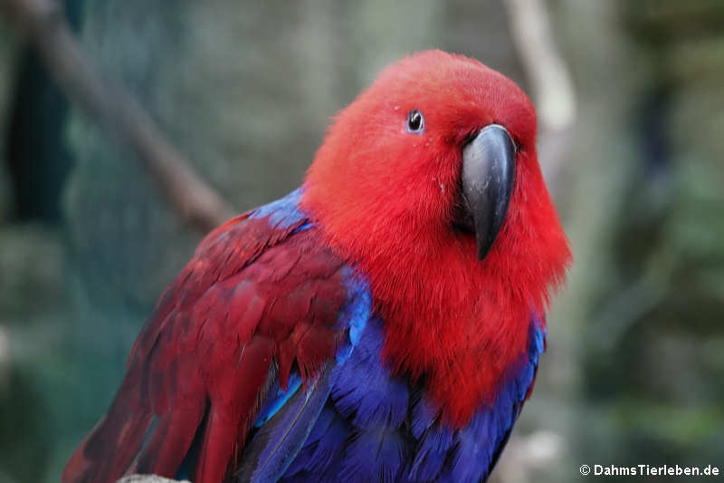 Salomonenedelpapagei (Eclectus roratus solomonensis)