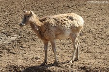 Davidshirsche (Elaphurus davidianus) im Eifelzoo Lünebach-Pronsfeld