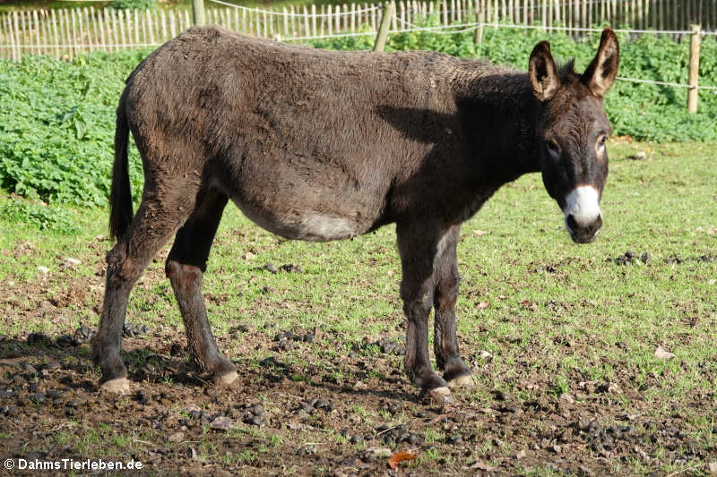 Haus-Esel (Equus africanus f. asinus)