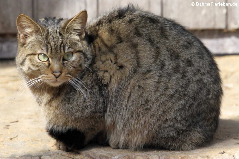 Europäische Wildkatze (Felis silvestris silvestris)