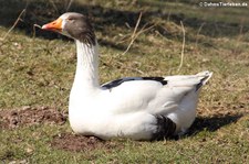 Leinegans(Anser anser f. domestica) im Eifelzoo Lünebach-Pronsfeld