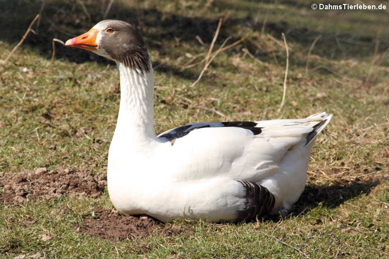 Leinegans (Anser anser f. domestica)