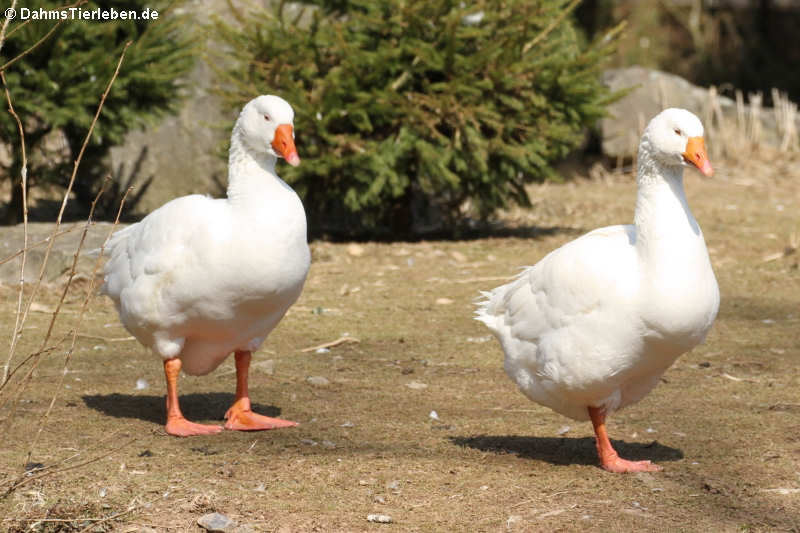 Hausgänse (Anser anser f. domestica)