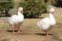 Hausgänse
