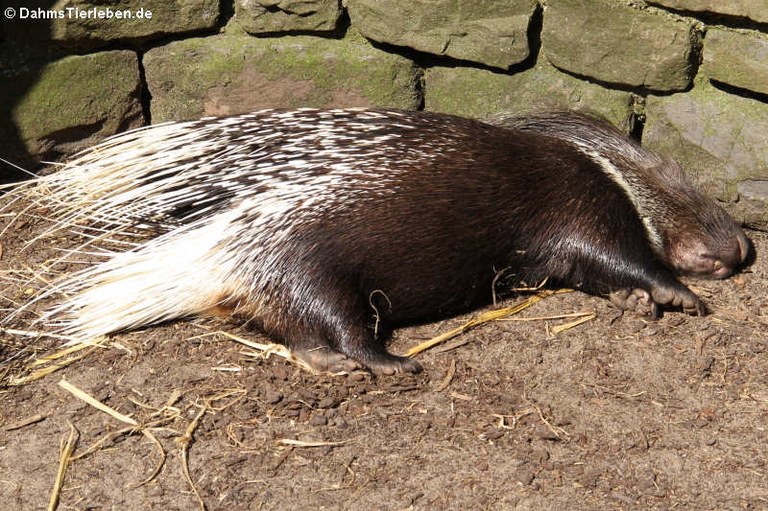 Hystrix indica