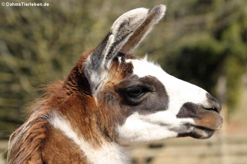 Lama (Lama guanicoe f. glama)