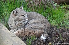 Rotluchs (Lynx rufus) im Eifel-Zoo Lünebach-Pronsfeld