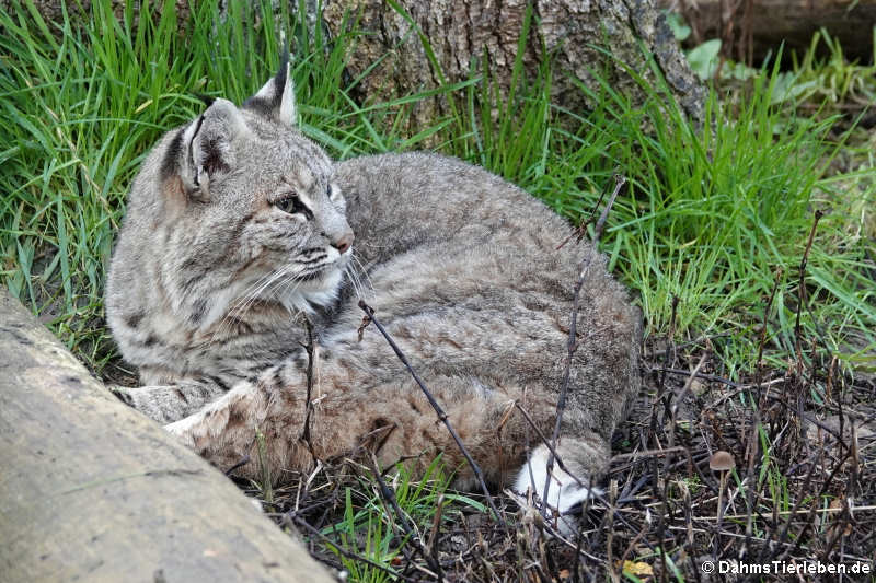 Lynx rufus