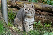 Rotluchs (Lynx rufus) im Eifel-Zoo Lünebach-Pronsfeld