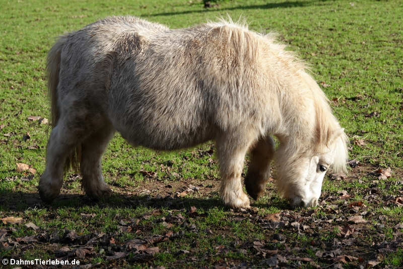 Mini-Shetlandpony (Equus ferus f. caballus)