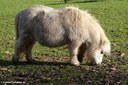 Mini-Shetlandpony