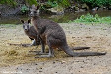 Östliche Graue Riesenkängurus (Macropus giganteus) im Eifel-Zoo Lünebach-Pronsfeld