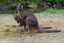 Macropus giganteus