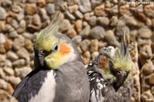 Nymphensittich (Nymphicus hollandicus) im Eifelzoo Lünebach-Pronsfeld