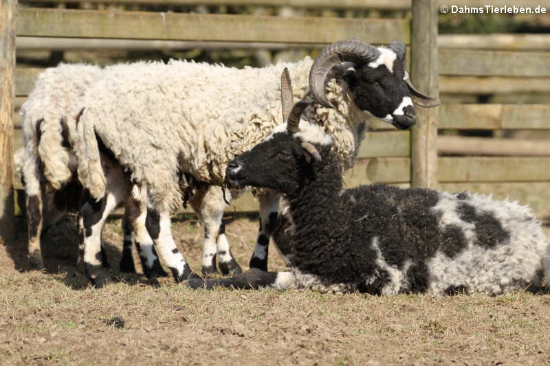 Vierhorn- oder Jakobschaf (Ovis orientalis f. aries)