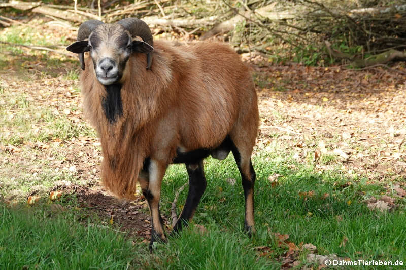 Kamerunschaf (Ovis orientalis f. aries)