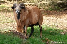 Kamerunschaf im Eifel-Zoo Lünebach-Pronsfeld