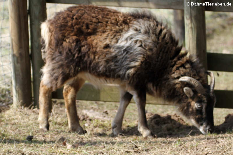 Soayschaf (Ovis orientalis f. aries)