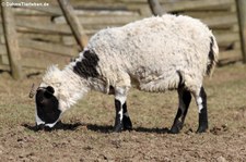 Jakob-Schaf (Ovis orientalis f. aries) im Eifelzoo Lünebach-Pronsfeld