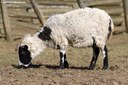 Jakob-Schaf