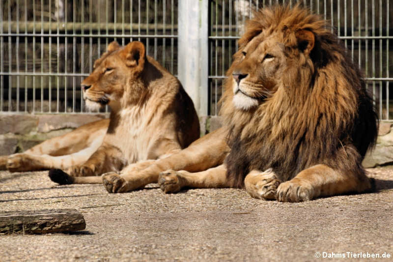 Löwen (Panthera leo)