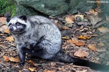 Philippinen-Fleckenmusang (Paradoxurus hermaphroditus philippinensis) im Eifel-Zoo Lünebach-Pronsfeld