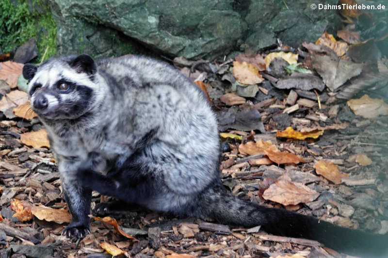 Paradoxurus hermaphroditus philippinensis