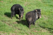 Halsbandpekaris (Pecari tajacu) im Eifelzoo Lünebach-Pronsfeld