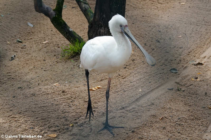 Löffler (Platalea leucorodia)