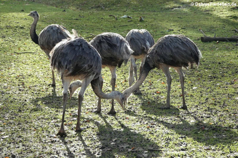 Nandus (Rhea americana)