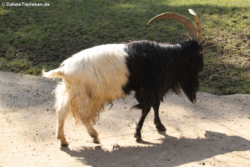 Walliser Schwarzhalsziege (Capra aegagrus f. hircus)