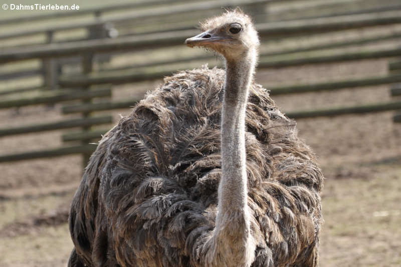 Afrikanischer Strauß (Struthio camelus)