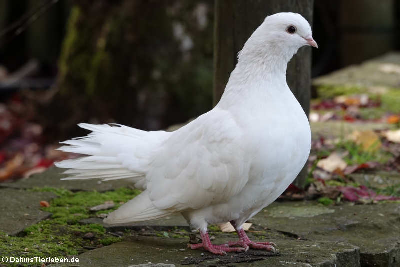 Pfautaube (Columba livia f. domestica)