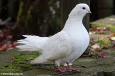 Pfautaube (Columba livia f. domestica) im Eifelzoo Lünebach-Pronsfeld