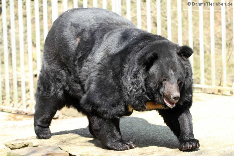 Mike der Kragenbär (Ursus thibetanus)